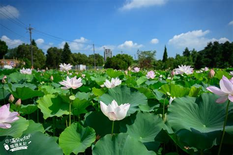 觀音蓮花座|2024桃園蓮花季│觀音最新四大藝術場景│夏日西瓜五感體驗│賞蓮。